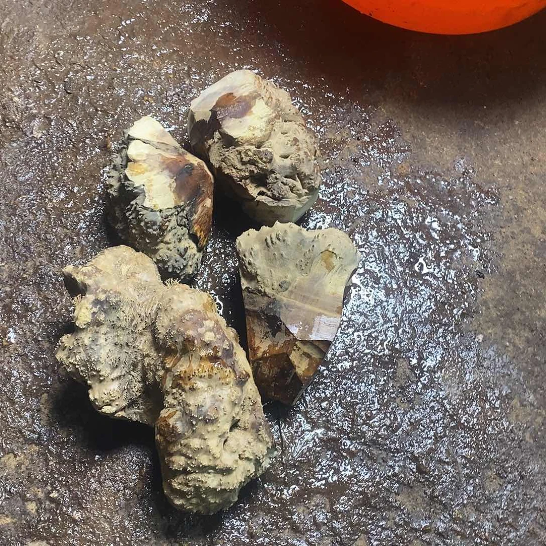 国***清无花朵00000000184