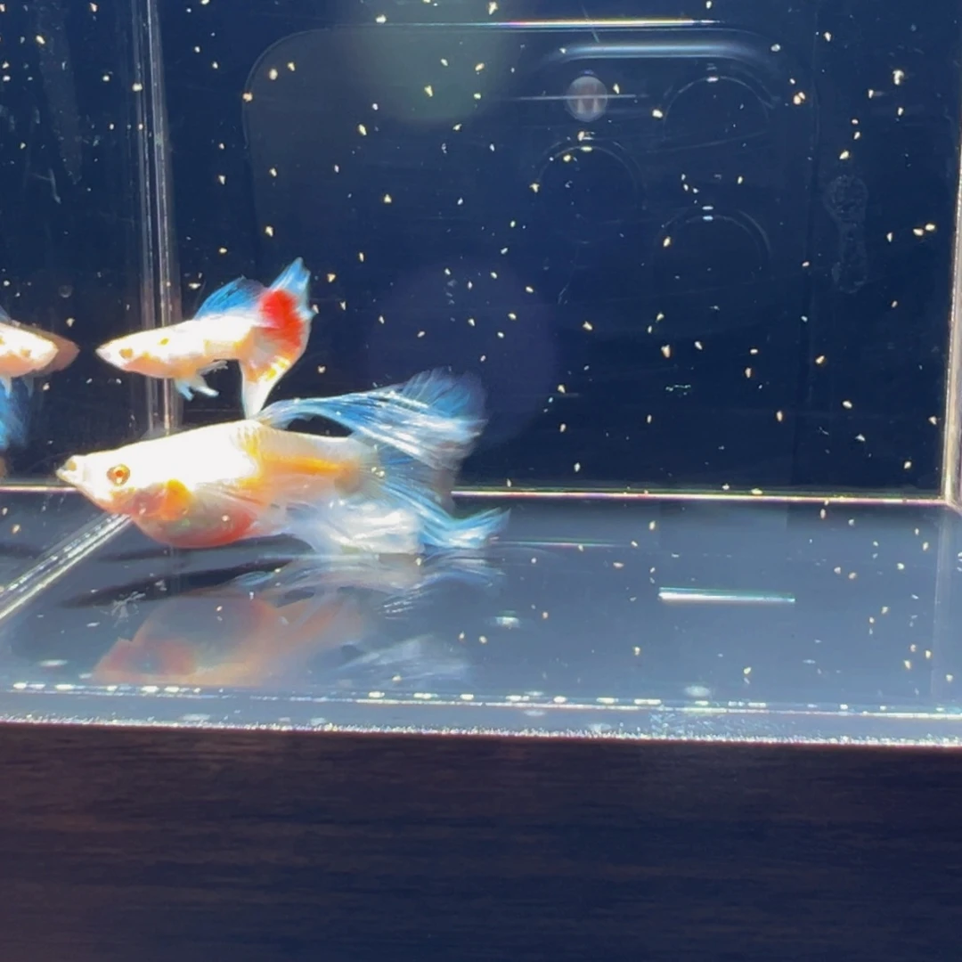 孔雀鱼蓝白绣球15号