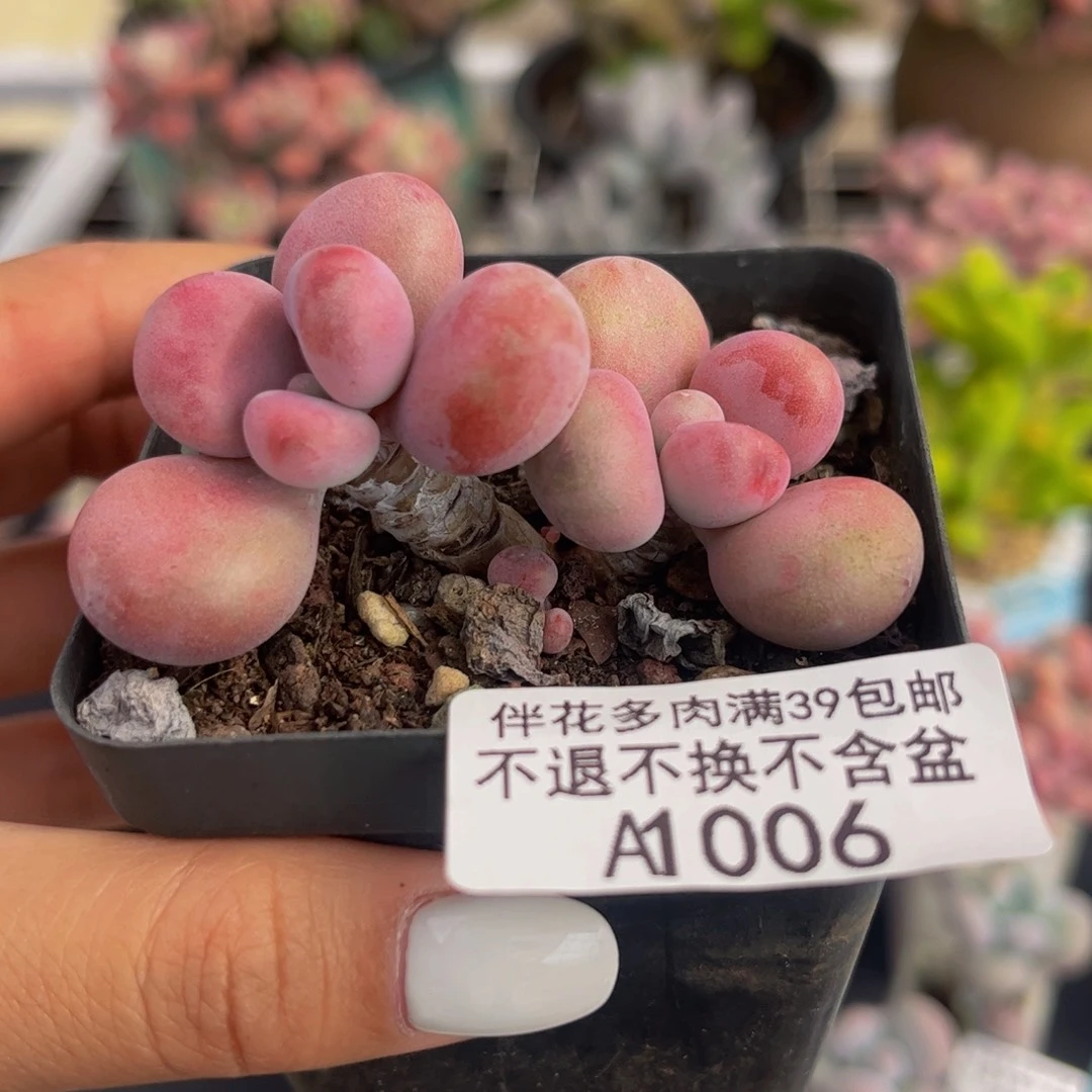 006-腰子桃蛋多肉4cm