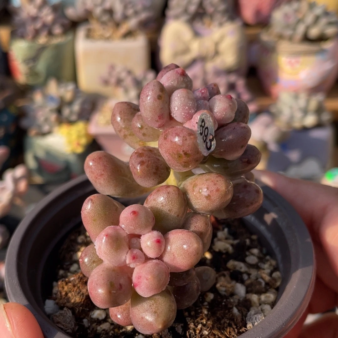 仙子奶酪出奶尖多肉