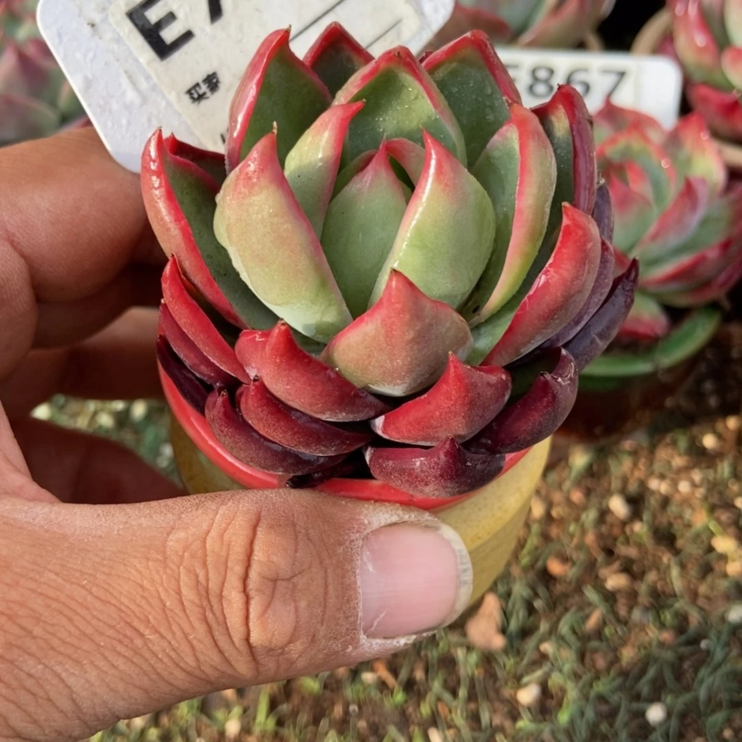 惊鸿一瞥727号多肉植物