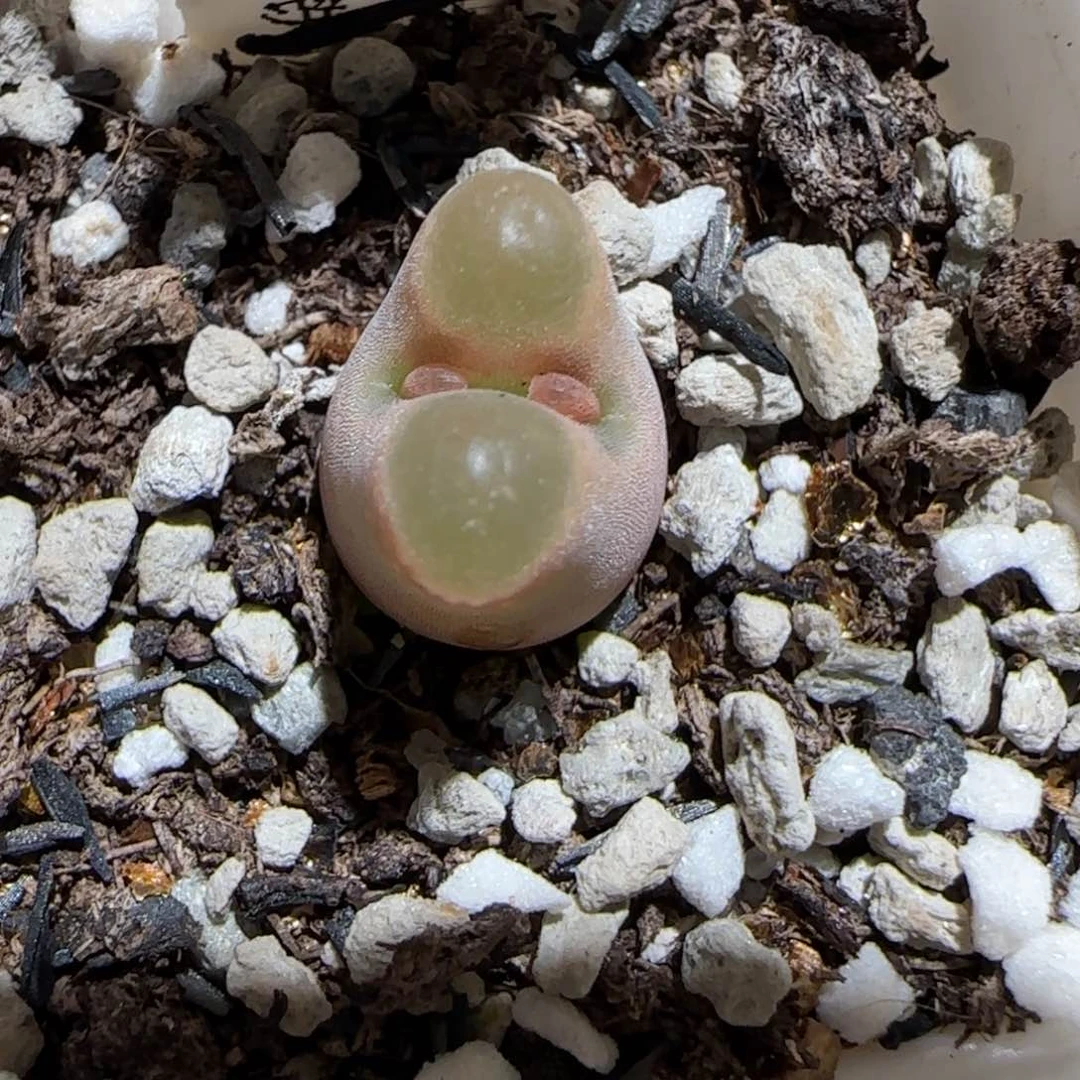 肉锥多肉植物百科30-磁铁1129