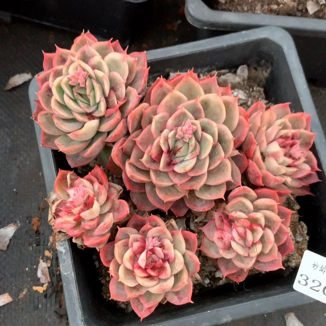 3202杂交多肉植物基地