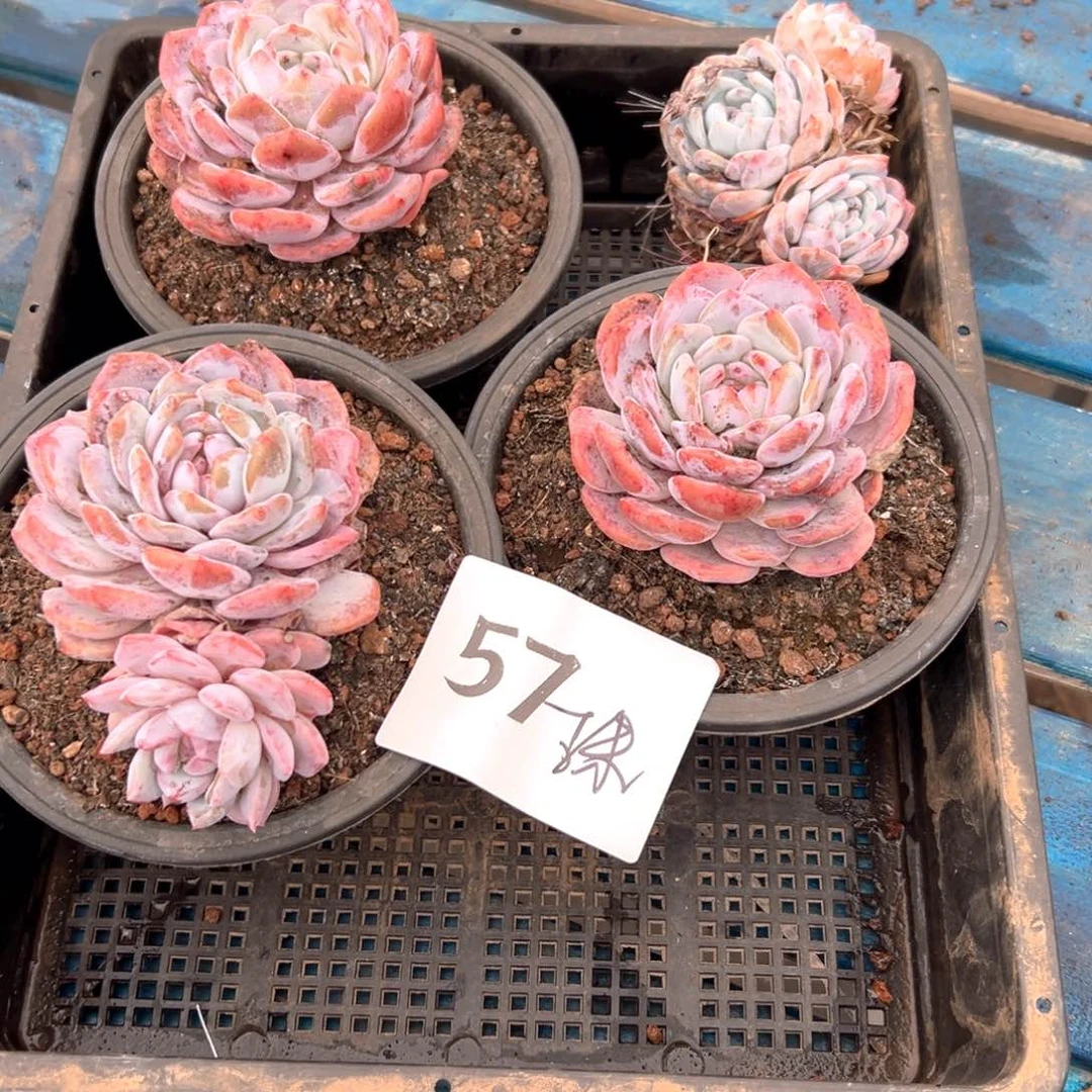珠*57-）小高层昏昏沉沉