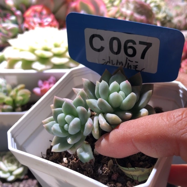 冰心公主双头覆轮锦有根