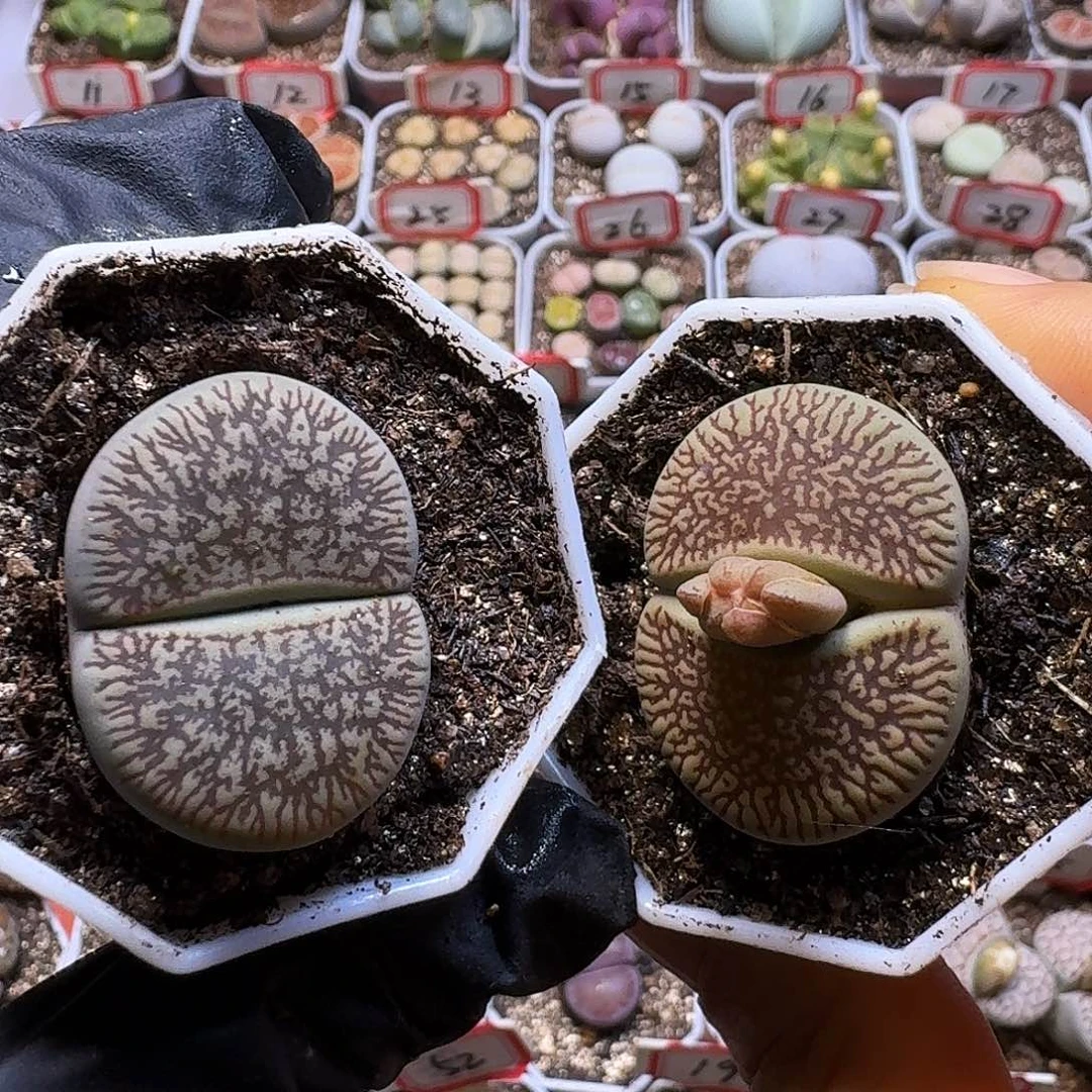 生石花23:：：：。  20