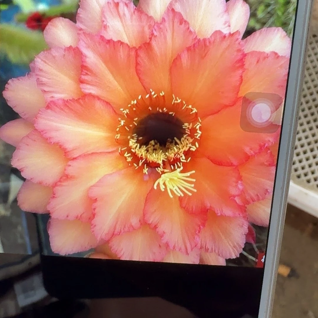 杰作侧芽5公分毛花柱