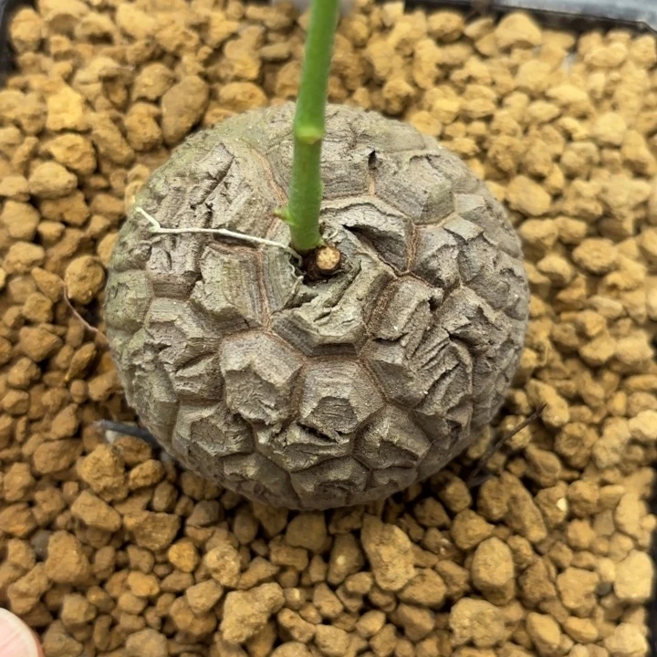 龟甲龙带盆包邮尺寸