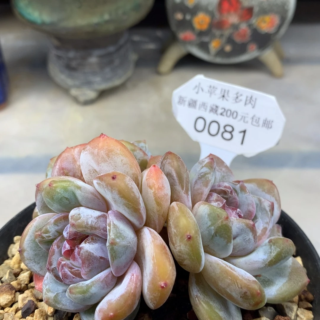 绿底紫心081/9cm3头