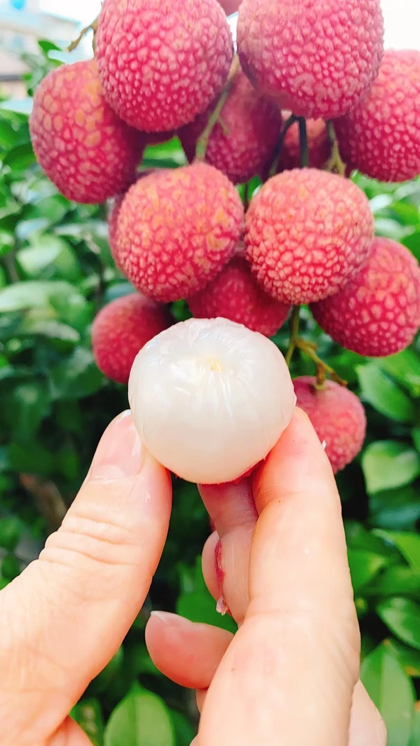 永春岵山状元红荔枝家乡的味道一年一度送礼佳品首选永春百年荔枝