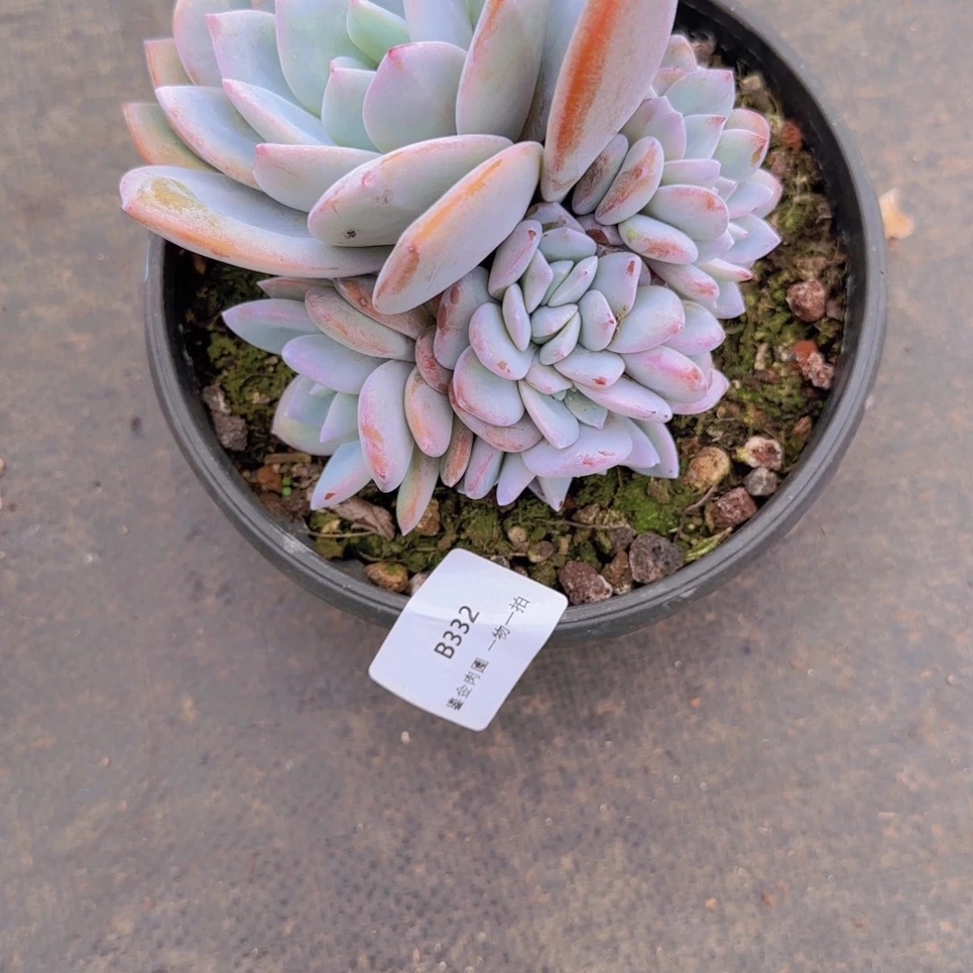 银***阳B332奶茶带缀