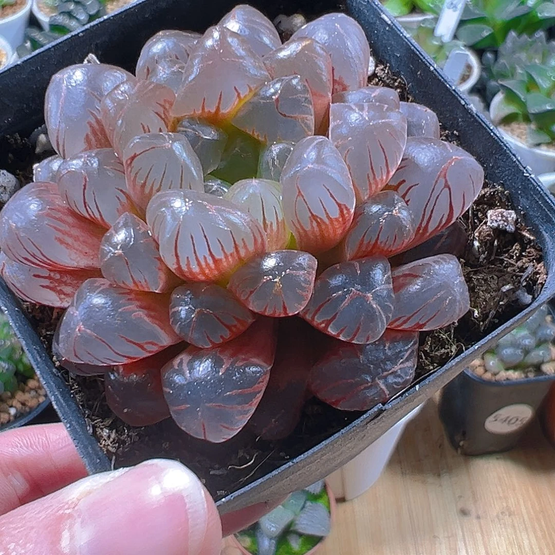 彩虹玉露玉露多肉植物一颗