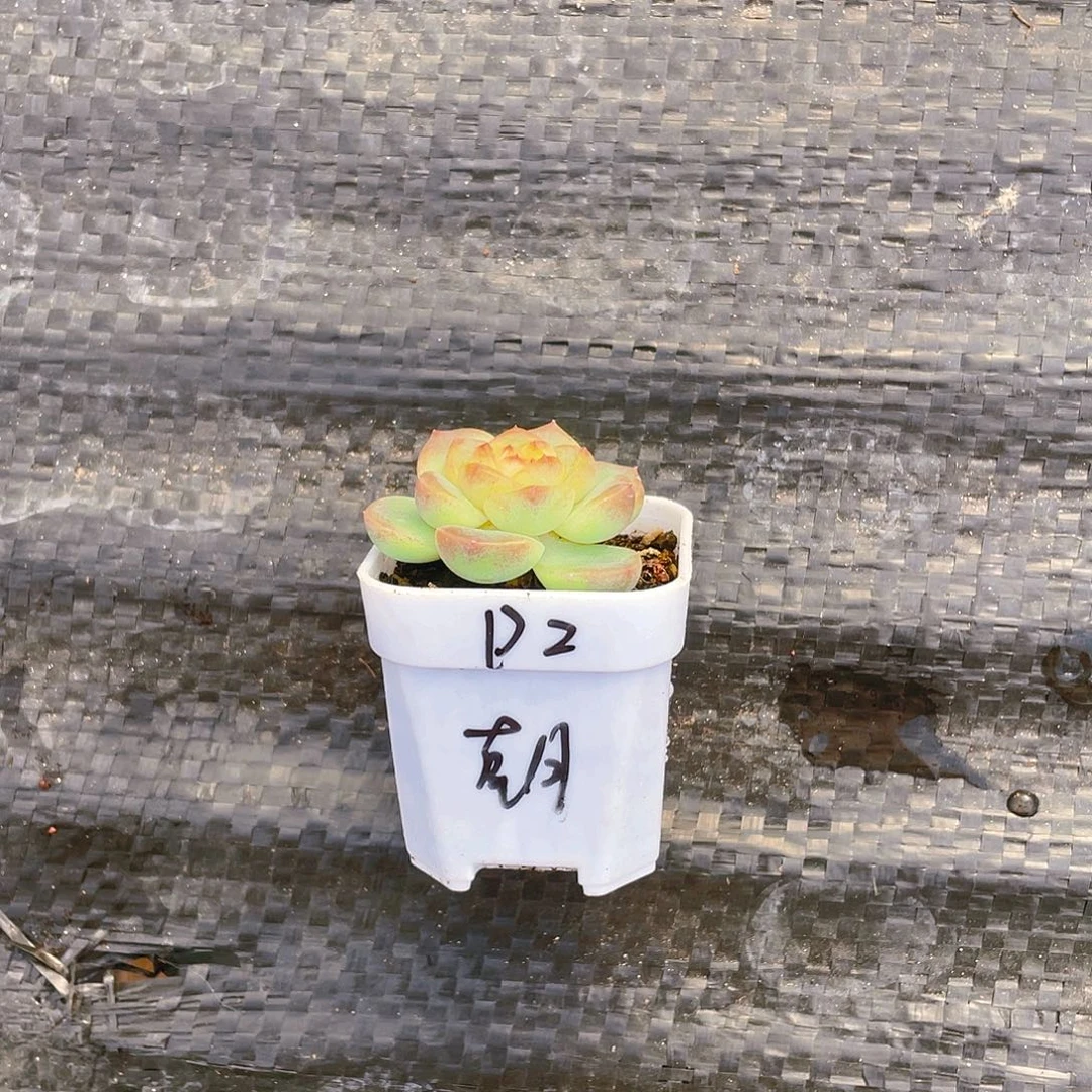 朝*飘枝单头状态盆一个满25包邮