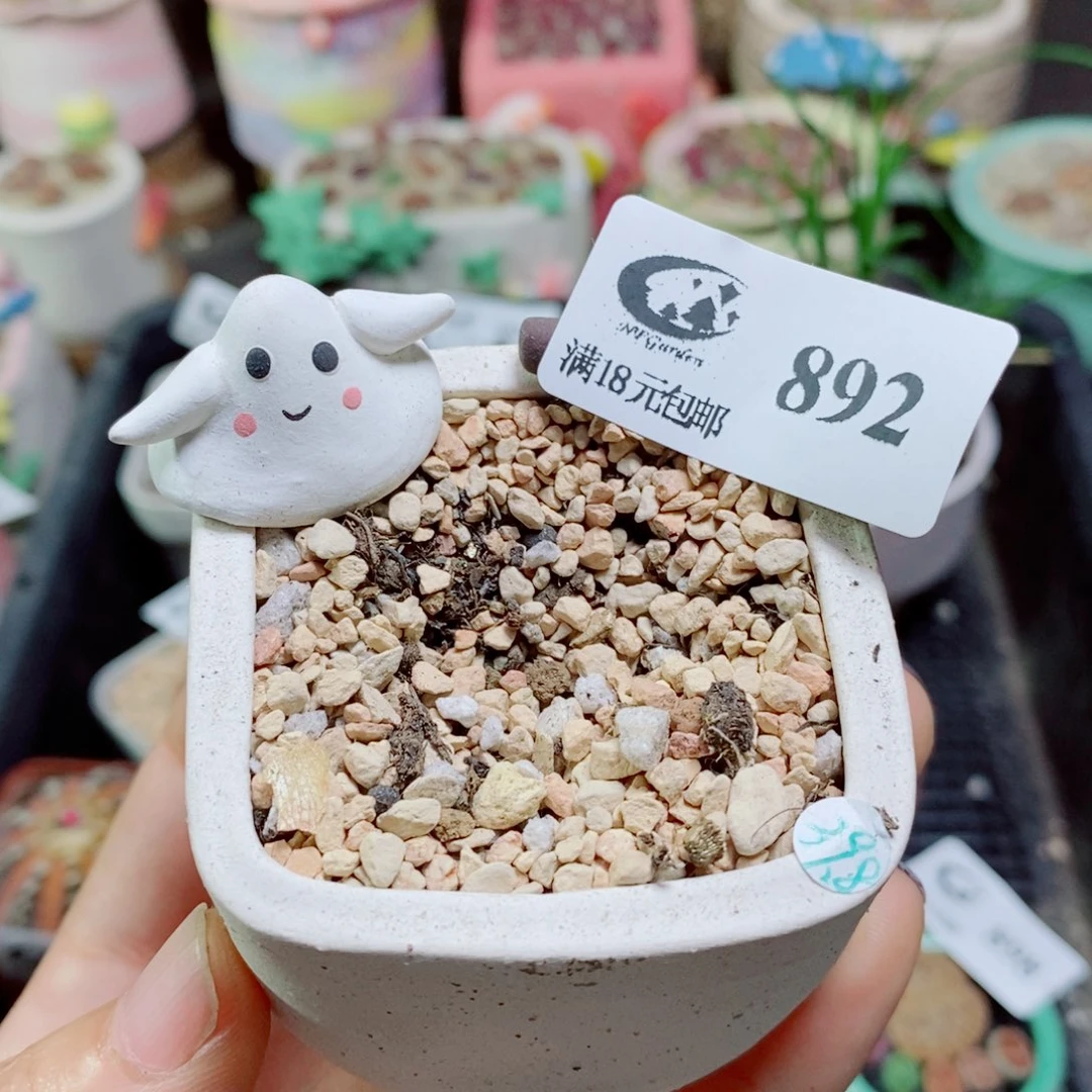 小***泡生石花花花花花花花花花892