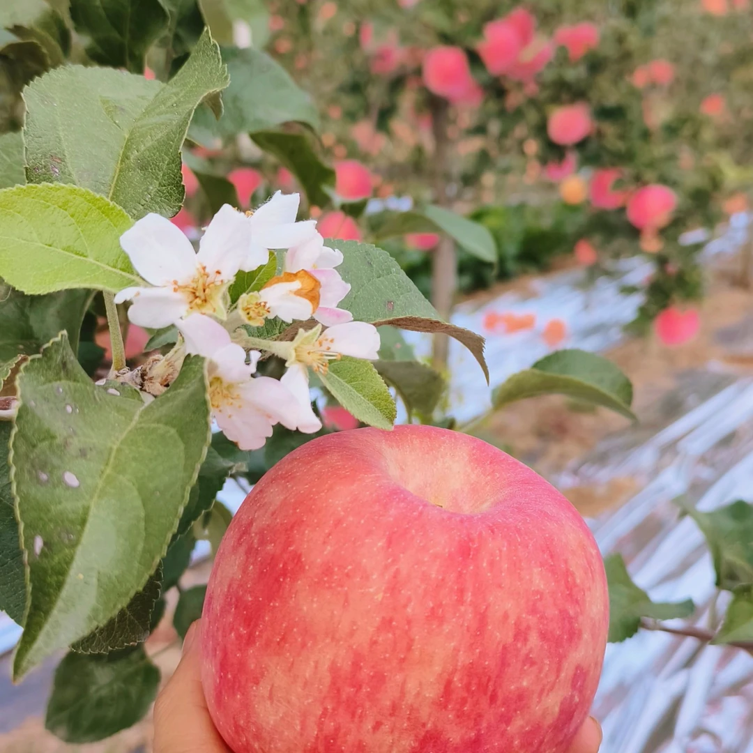 【蛋蛋专属】淳化高塬脆甜秦脆苹果