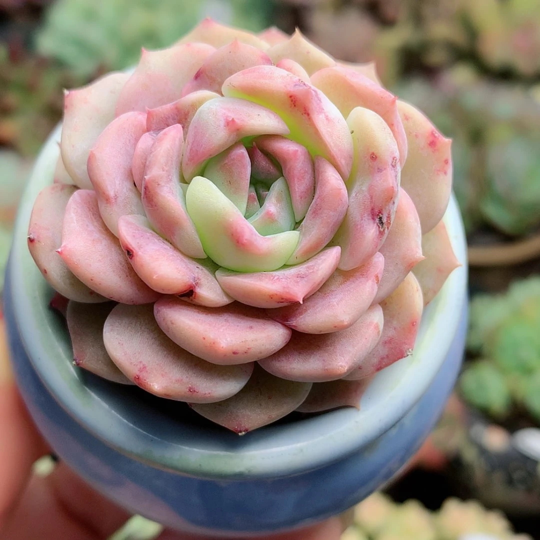 【闪购商品】姜可爱花