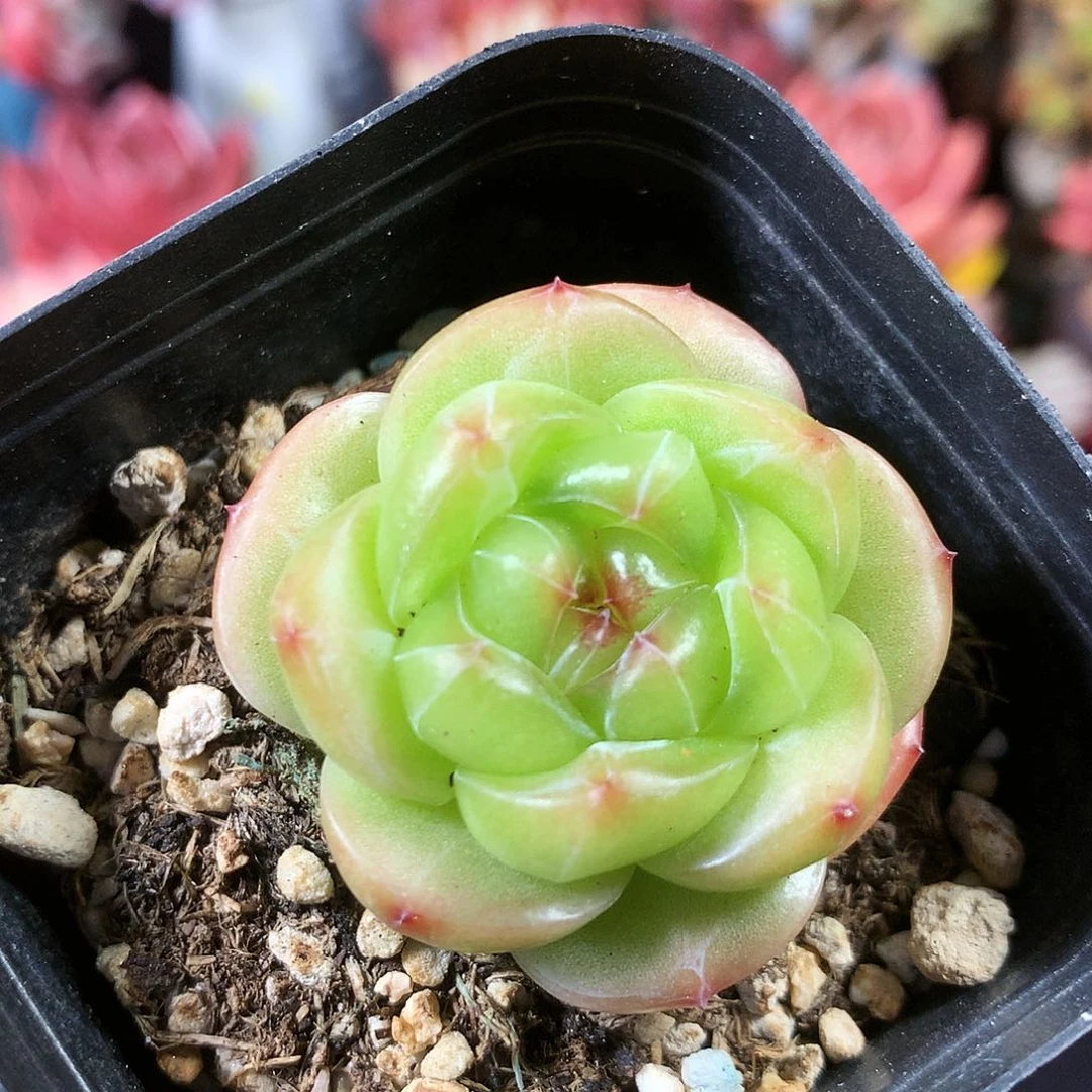 完全开放不过我们还会一起经历