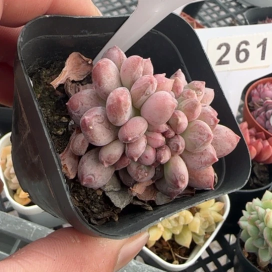 250粉珍妮缀一物一拍多肉