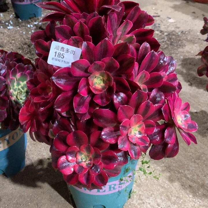 善**学185美杜莎多肉植物