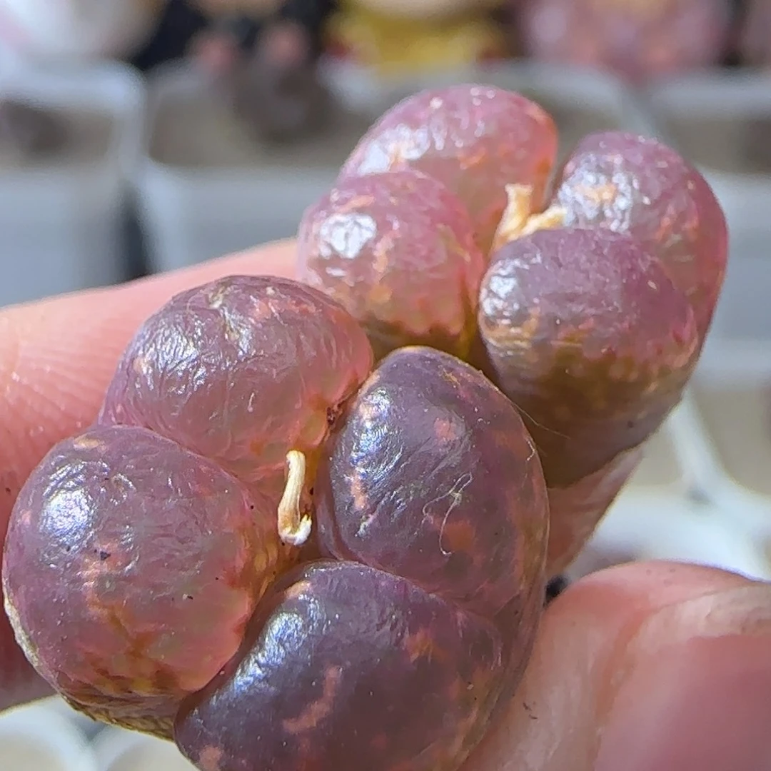 6.27.9/粉k勋/微瑕/