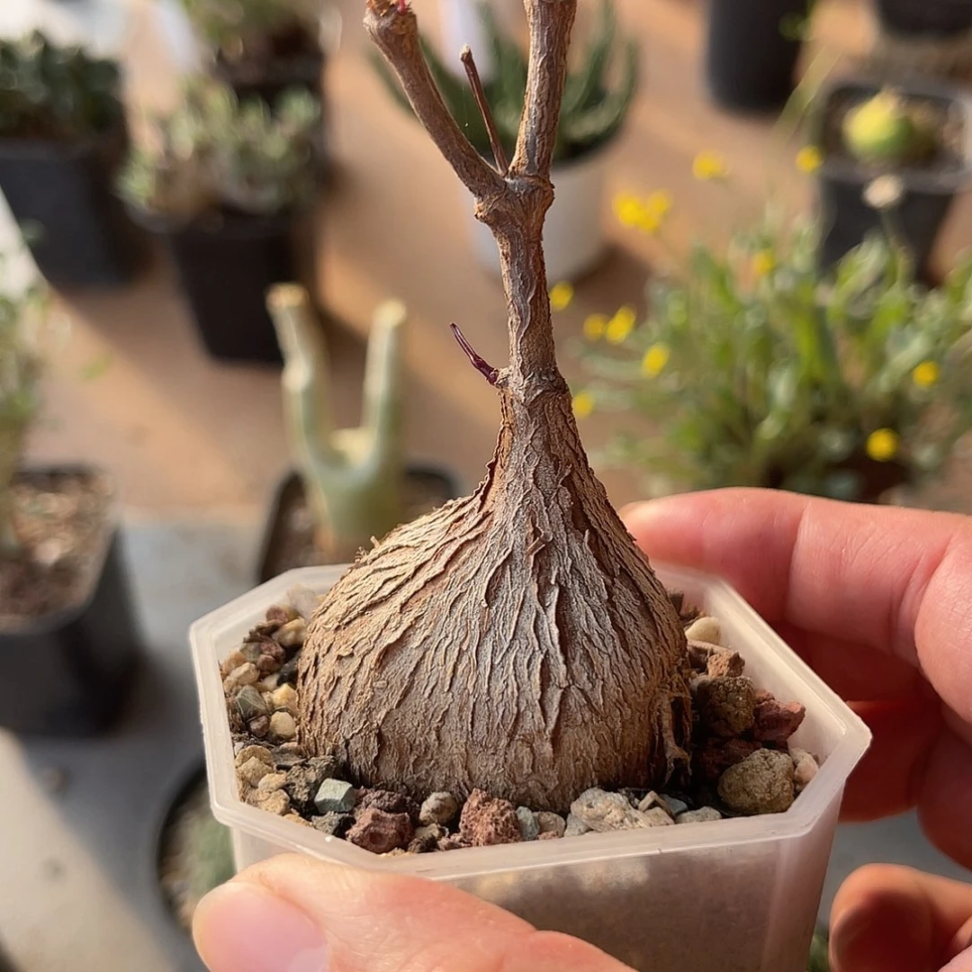 实生紫背萝藦一物一拍