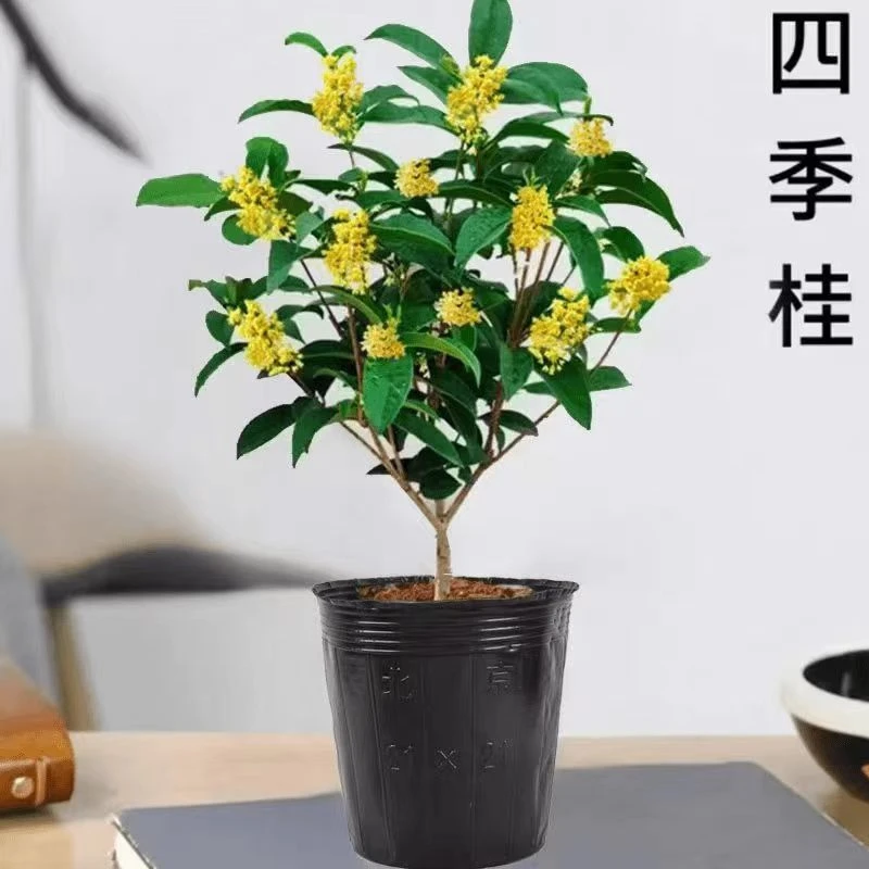 桂花盆栽浓香型四季桂花苗树苗南北方耐寒花卉四季常青植物庭院