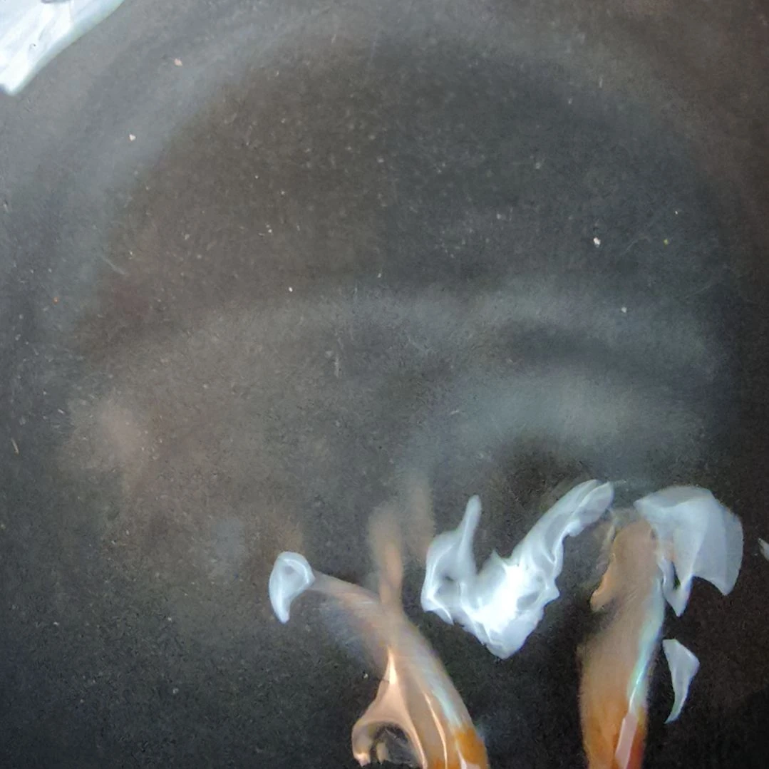 青鳉鱼繁殖组种鱼丹顶赤壁102