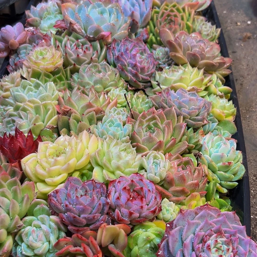 671多肉葡萄的味道是真的好吃