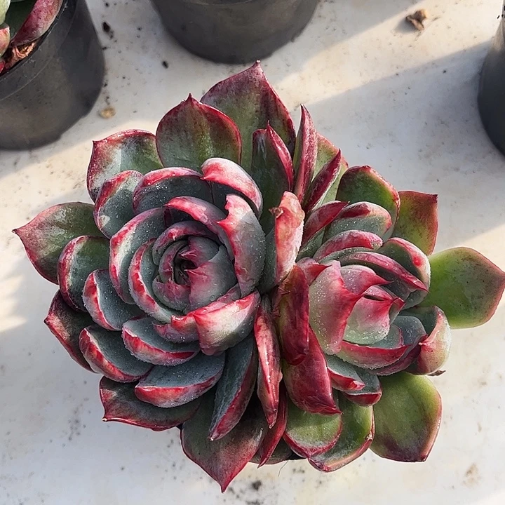 惊鸿仙子一物一拍，15厘米左右