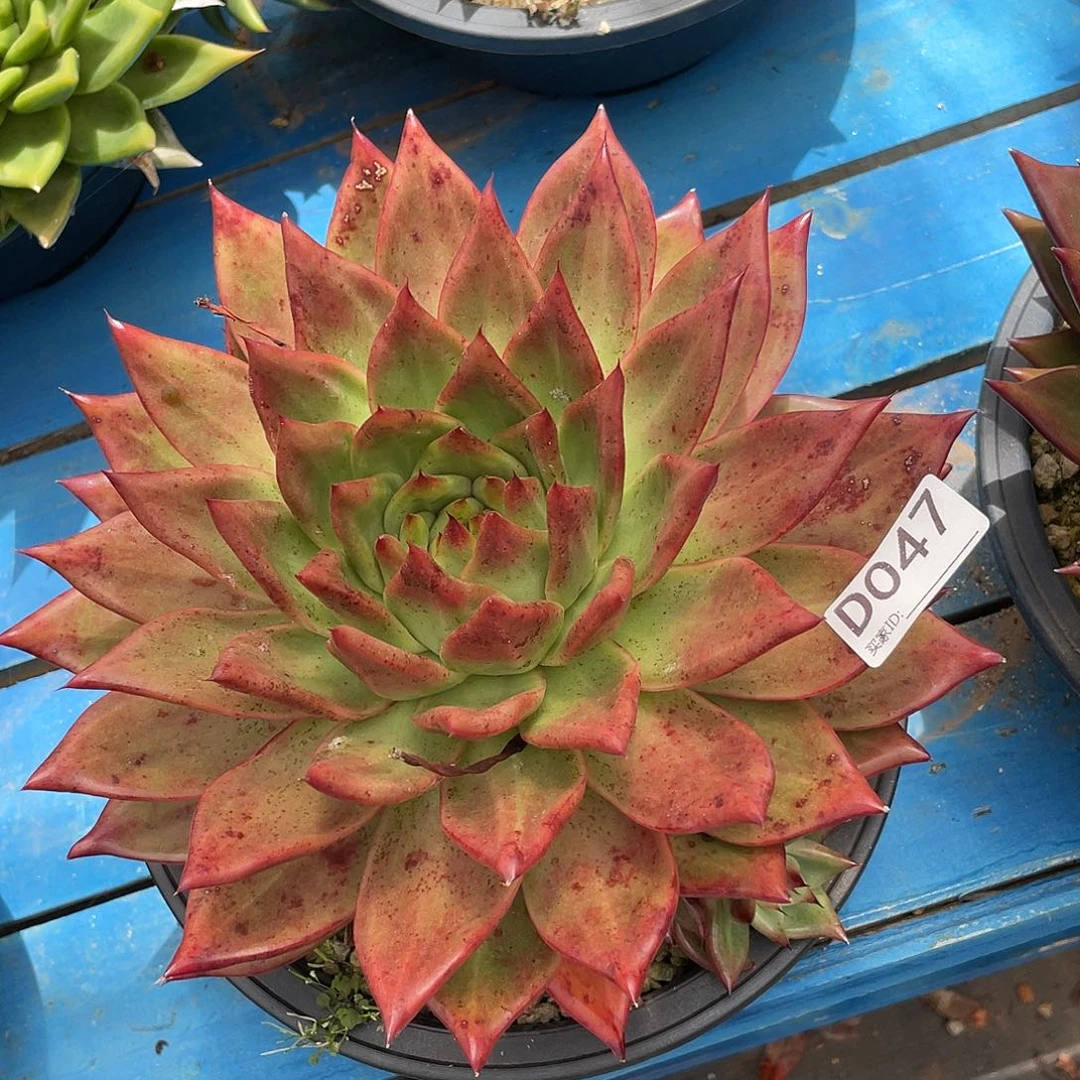 若如东云单拍D047
