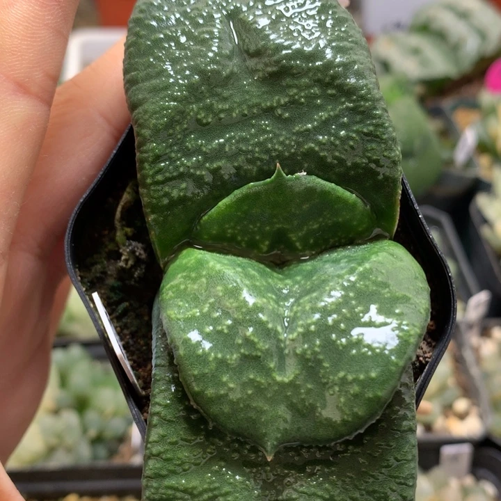 卧牛带盆土发货带盆土