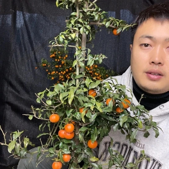 无花朵金弹子庭院原生品种