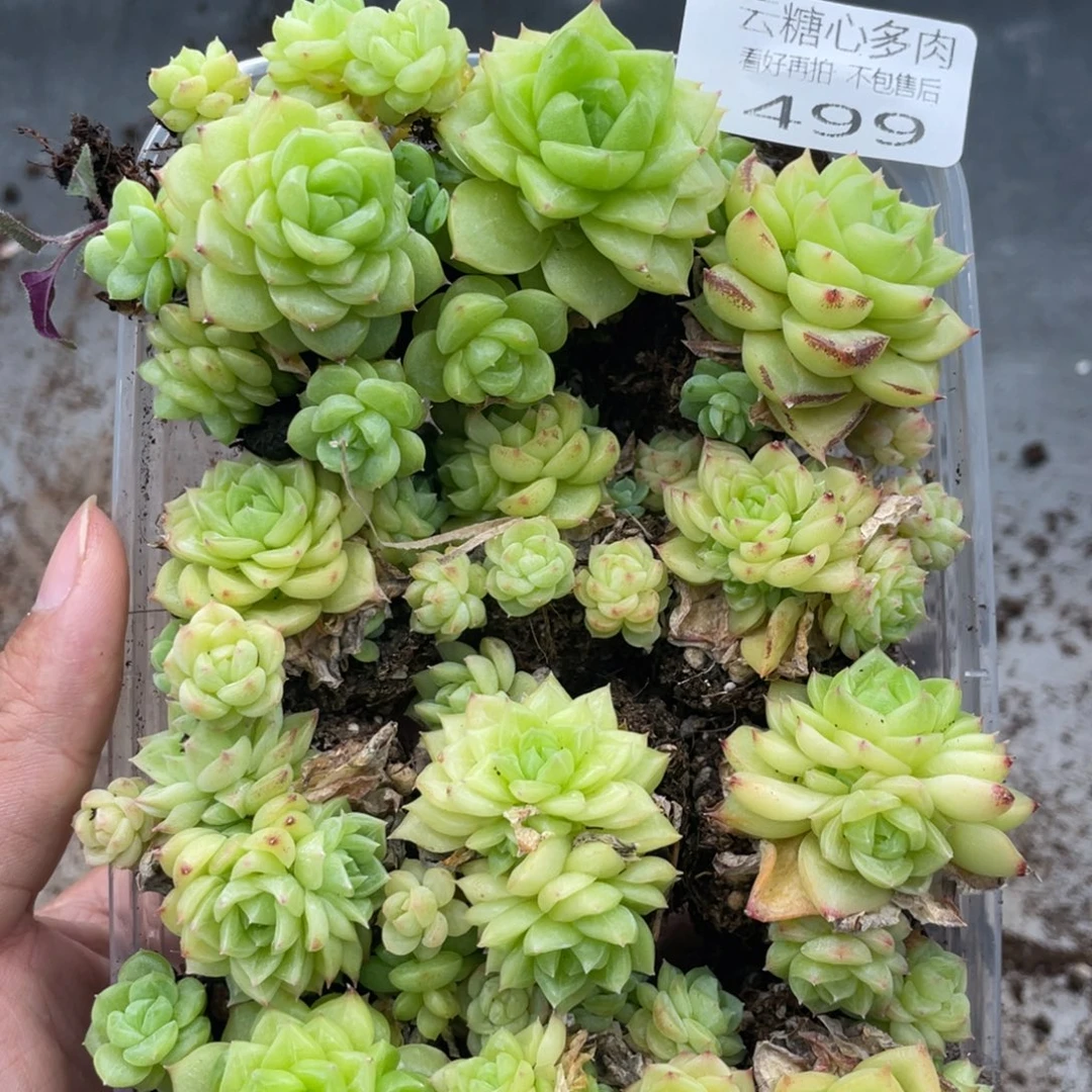 云糖心多肉植物499