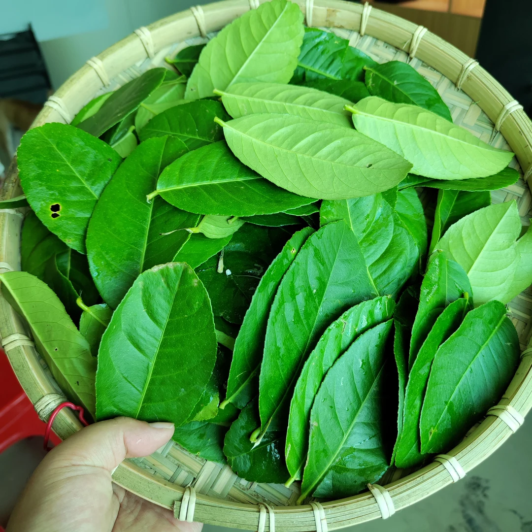 新鲜现摘广东香水柠檬叶可用于鱼生西餐料理腌制冬阴功烹饪调料