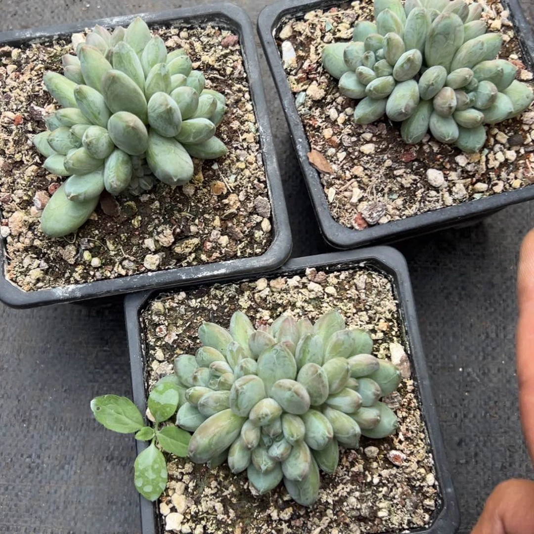 三色美人2颗多肉植物9.9