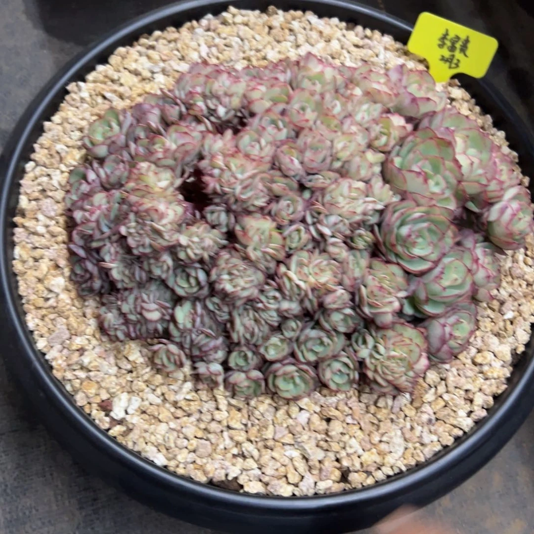 一物一拍链接，李富贵寄养