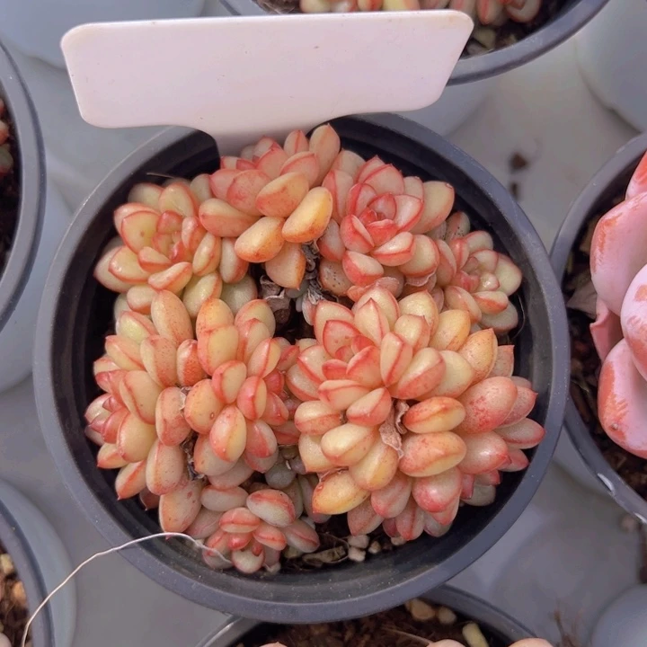 健健康康平平安安