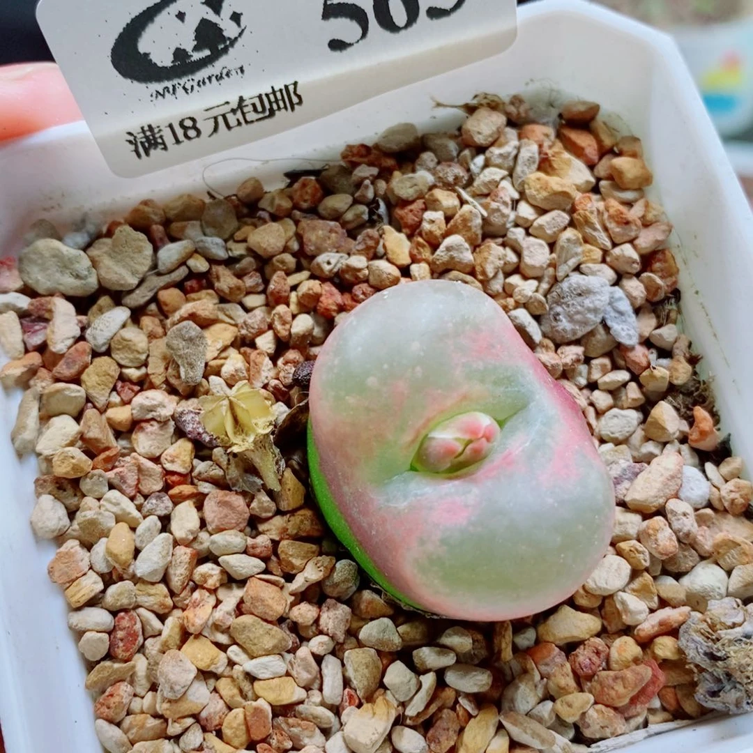 生石花花花花开了563