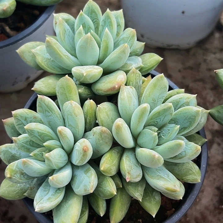 1颗美人系列多肉植物