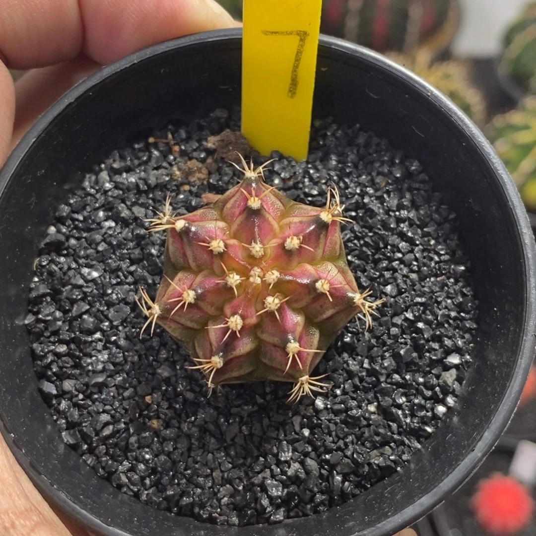 海神—带盆土发货19