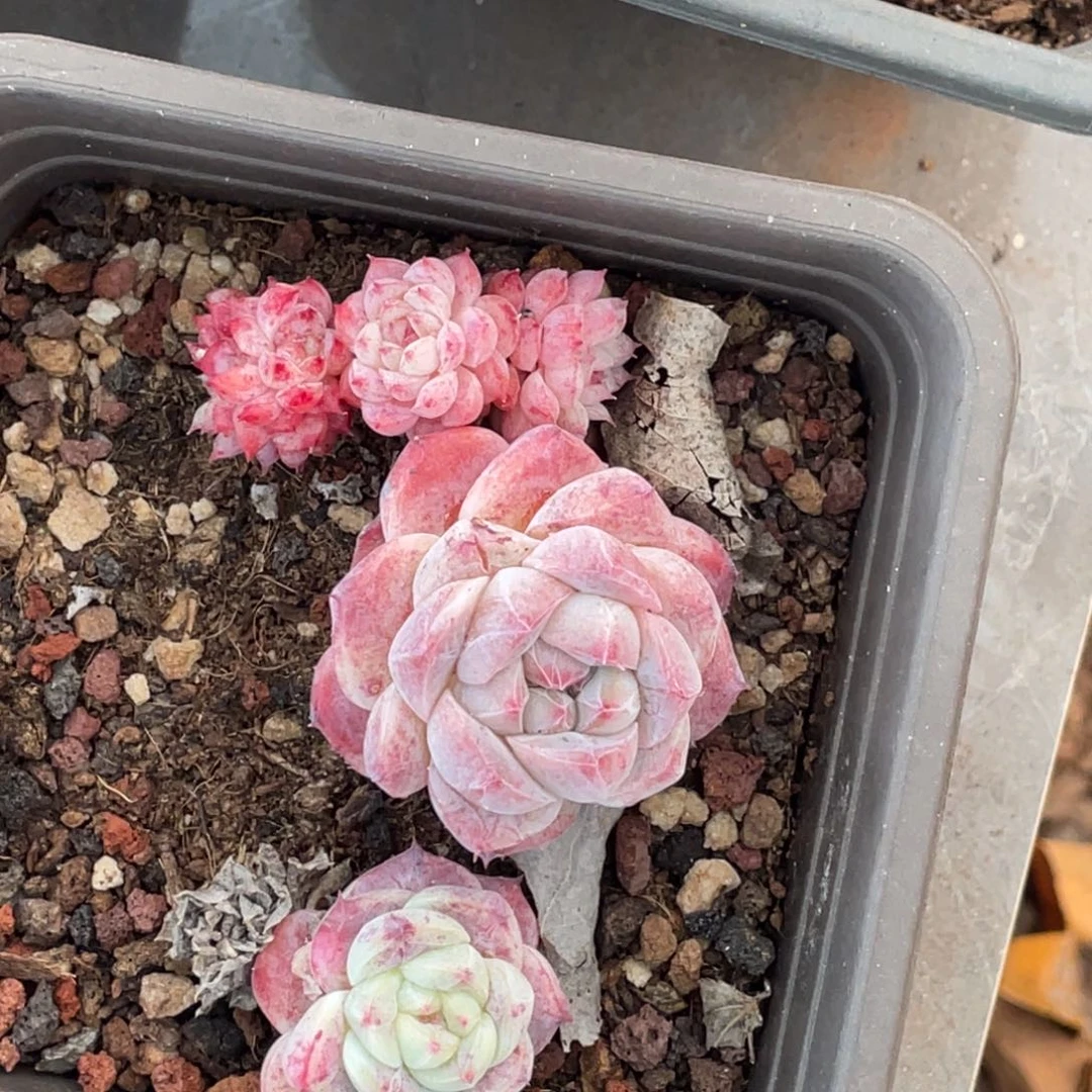 阿尔巴石化群生整群