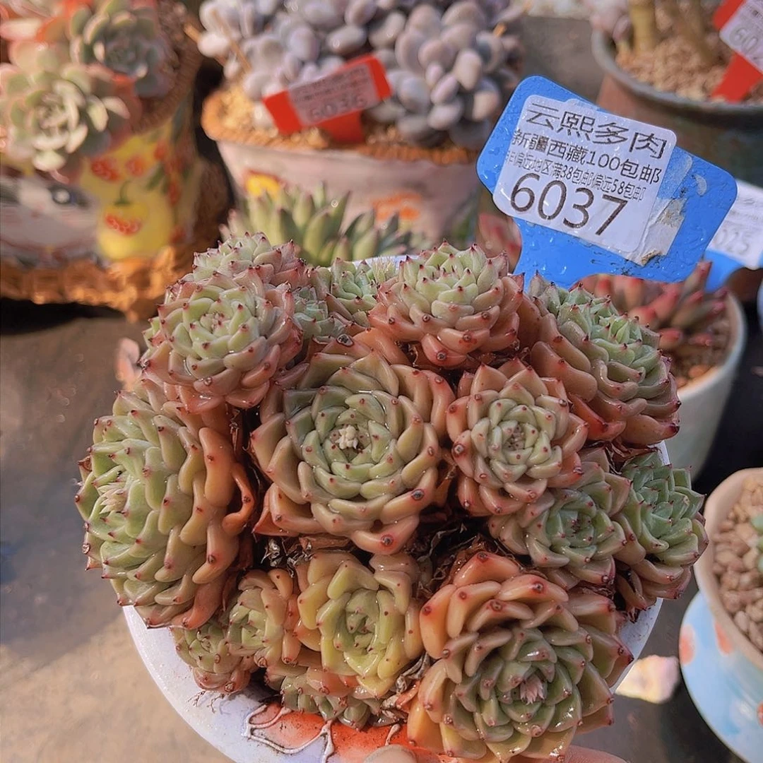 6037沙罗姬牡丹。