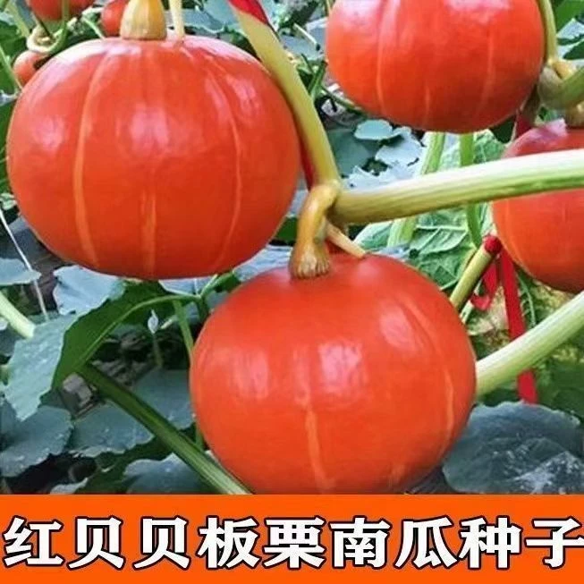 红板栗南瓜种子四季春秋易播种太阳红板栗红贝贝种子