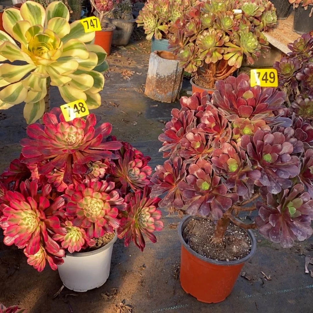 依*噢紫多肉法师749红同白748