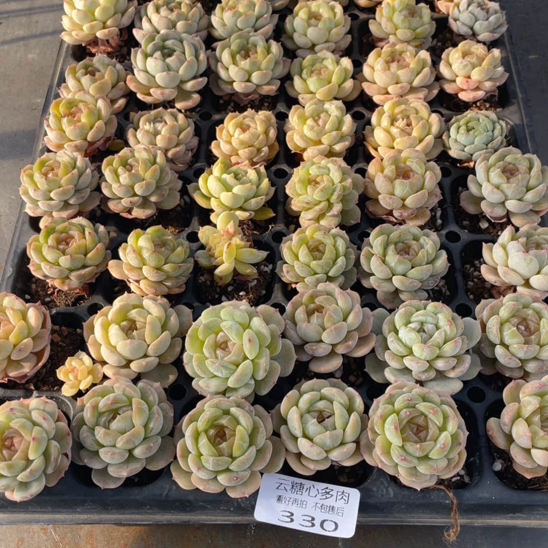 云糖心多肉植物330
