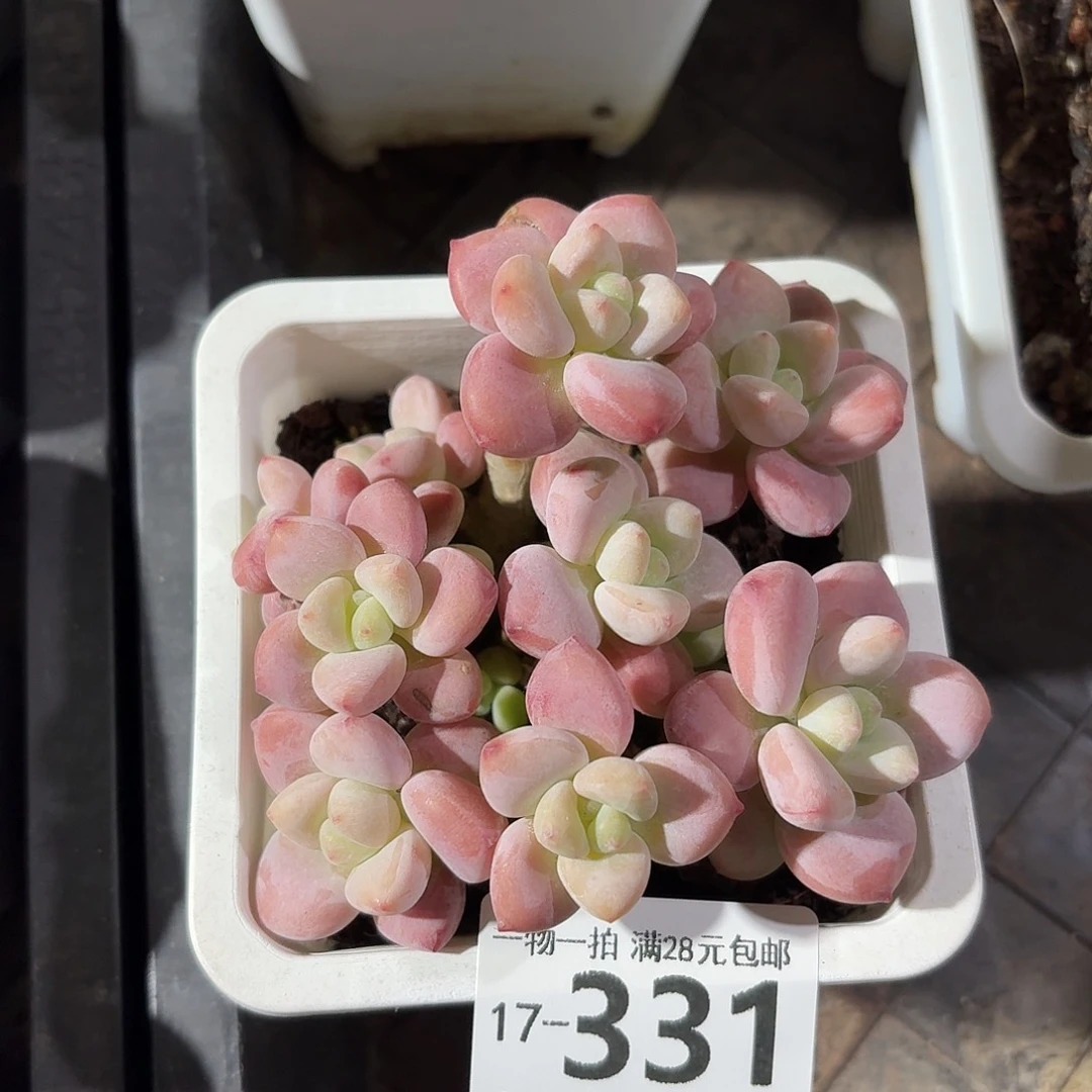 红洛神无盆土发货无