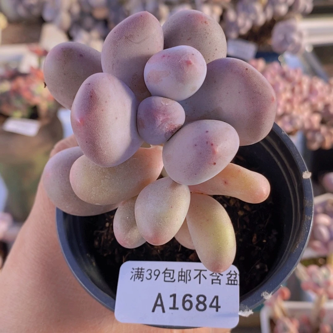 米可6cm1684多肉植物