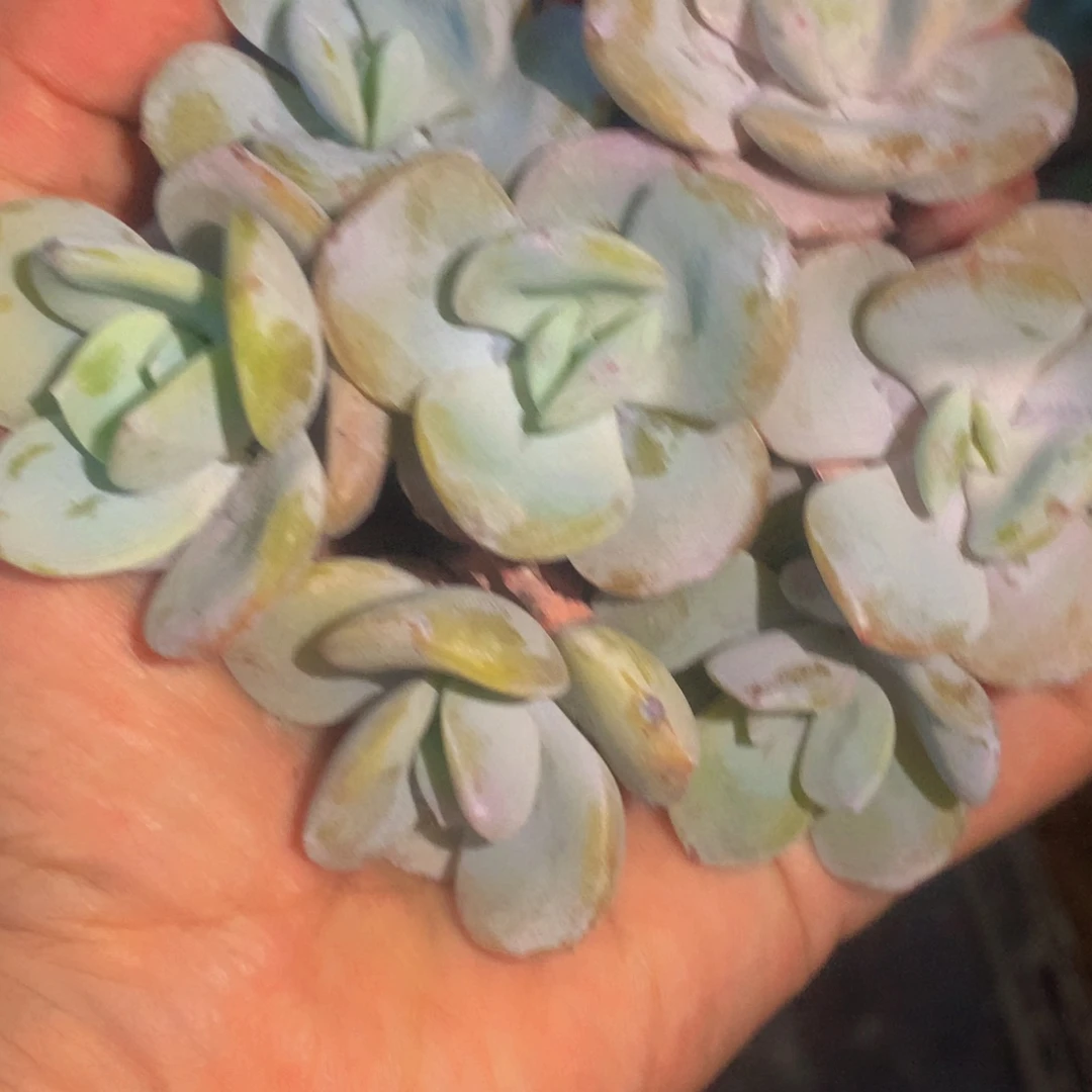 奶茶小 白恋人（满9.99包邮 不满9.99发叶子）