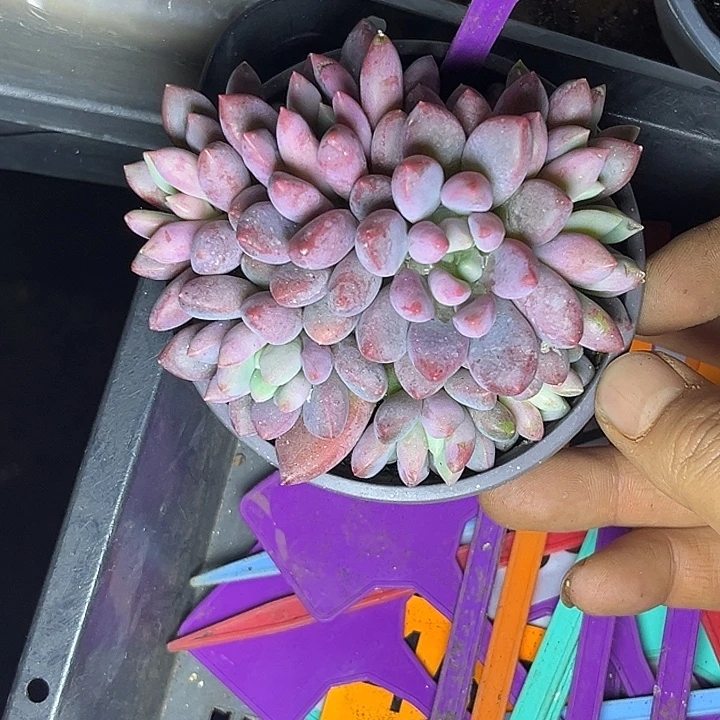 多肉植物蓝精灵375