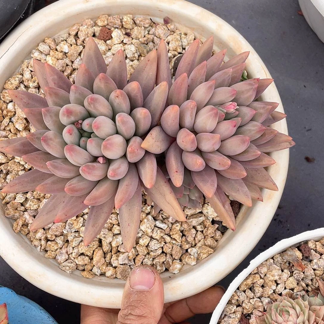 1****6多肉植物一物一拍